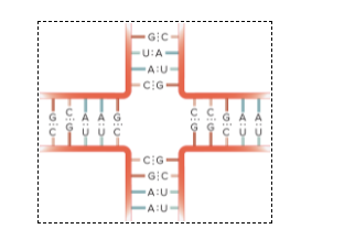 <p>Identify this RNA base pairing arrangement</p>