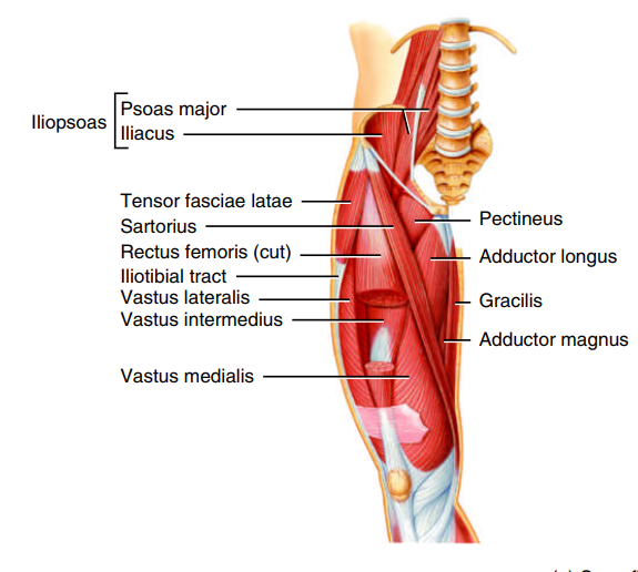 <p>Vastus lateralis </p><p>Vastus medialis </p><p>Vastus intermedius</p><p>They all extend leg at knee joint</p>