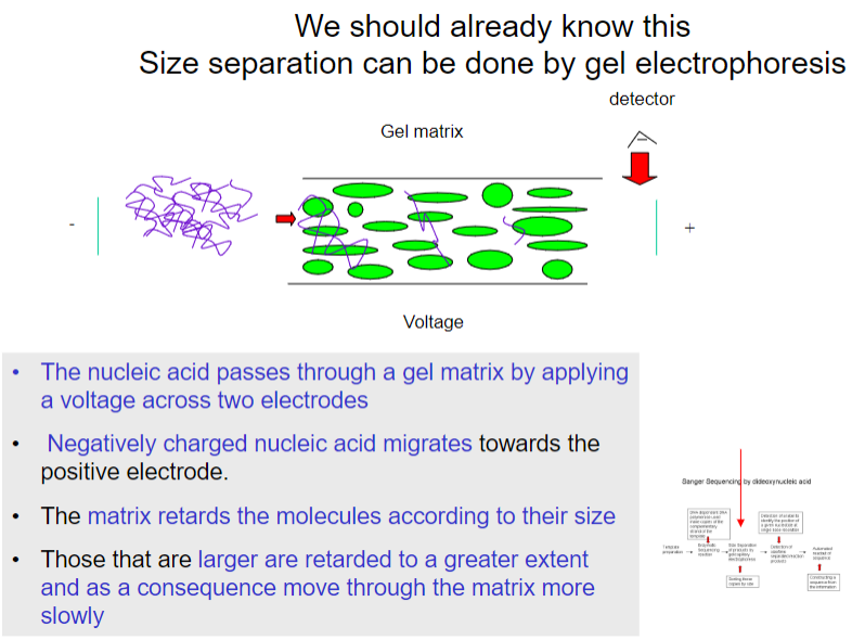 <p>Size separation is done by gel electrophoresis, where nucleic acids pass through a gel matrix with a voltage applied across electrodes.</p><p>The negatively charged nucleic acids migrate toward the positive electrode.</p><p>The gel matrix retards molecules based on size.</p><p>Larger molecules move more slowly due to greater retardation.</p>