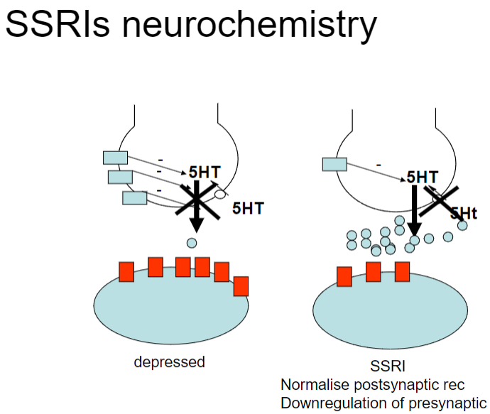 <p><strong>SSRI Mechanism:</strong></p><p><strong>Inhibition of serotonin reuptake (5-HT):</strong> Increases serotonin (5-HT) concentration in the synapse.</p><p><strong>Normalization of postsynaptic receptors:</strong> Chronic increase in 5-HT leads to downregulation of presynaptic 5-HT1A/1D autoreceptors.</p><p><strong>Disinhibition of serotonin neurons:</strong> This downregulation enhances serotonin release, ultimately normalizing postsynaptic receptor activity.</p>