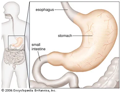 <p>♡ The stomach is a J-shaped organ that receives food from the esophagus</p><p>♡ It aids in both chemical and mechanical digestion</p>