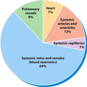 <p>The venous system</p>