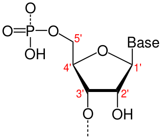 <p>Identify indicators of directionality</p>