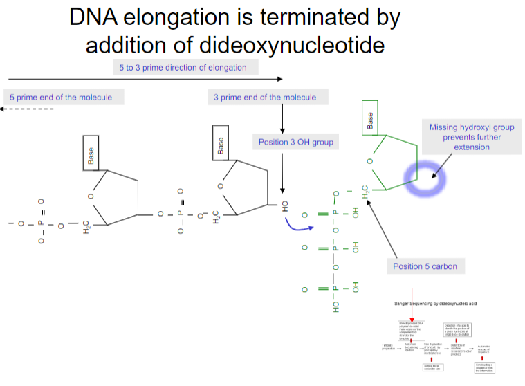 <p>DNA elongation is terminated by the addition of a <strong>dideoxynucleotide</strong> (ddNTP), which lacks a 3’ OH group, preventing further elongation of the DNA strand.</p>