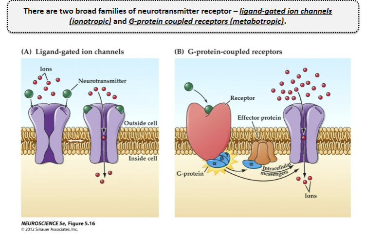 <p>Ligand-gated ion channels (ionotropic)</p><p>G-protein coupled receptors (metabotropic)</p>