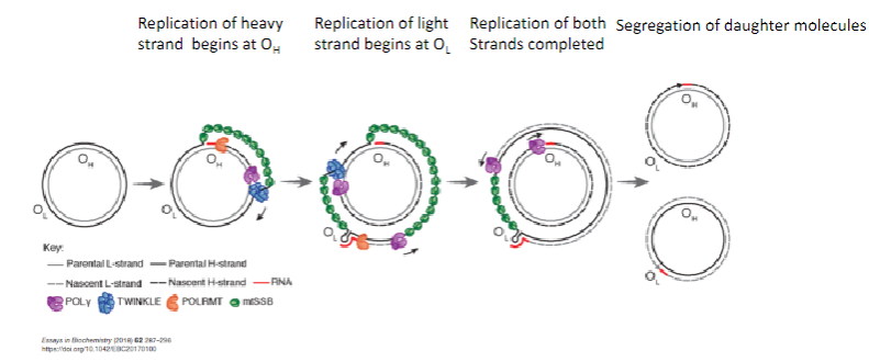 <p>Replication of the heavy strand begins at the Origin of Heavy strand (OH).</p><p>Replication of the light strand begins at the Origin of Light strand (OL).</p><p>Segregation of daughter molecules occurs after both strands are replicated.</p>