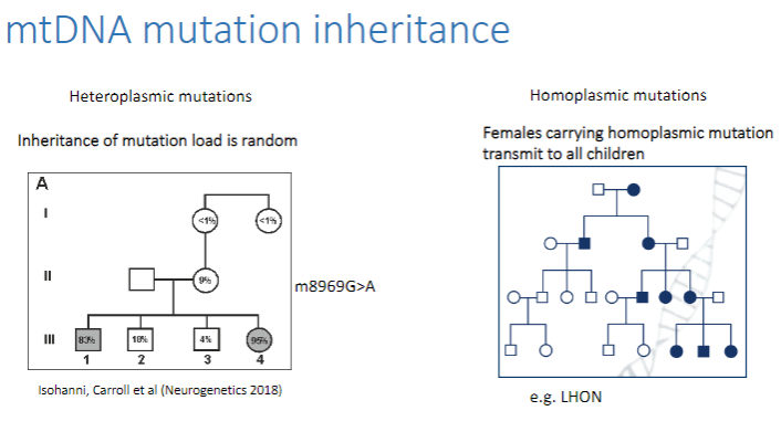 <p><strong>Heteroplasmic mutations</strong>: Mutated mtDNA is mixed with normal mtDNA in cells. The mutation load is random, so the transmission can vary.</p><p><strong>Homoplasmic mutations</strong>: All mtDNA copies in a cell are mutated.</p><p><strong>Females carrying a homoplasmic mutation</strong> transmit the mutation to <strong>all their children</strong>, as the mutation is present in all copies of their mtDNA.</p>