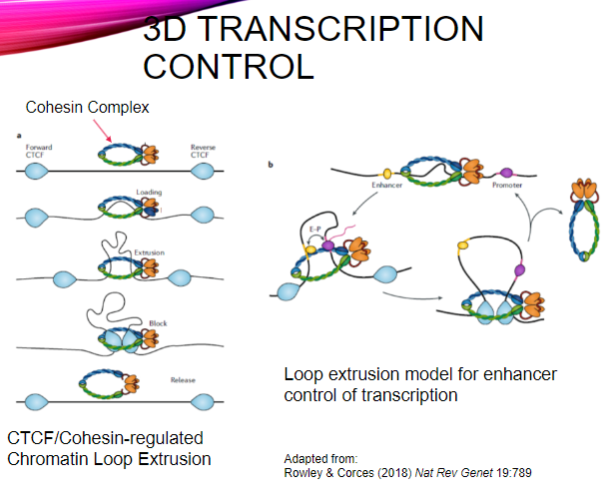 <p>It regulates chromatin loop extrusion, which organizes DNA in three-dimensional space.</p><p>This organization facilitates the interaction between enhancers and their target promoters during transcription.</p>