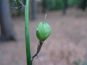 <p>Driehokkige vrucht of soms bes: vrucht welke familie?</p>