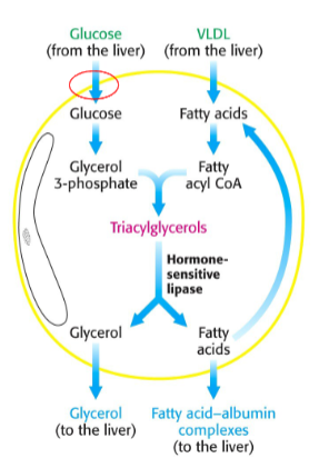 <p>• Reservoir metabolic energy in the form of triglycerides• A 70kg man will have 15kg of TG• TG come either from the diet and delivered by chylomicrons• Synthesised by the liver and transportedby VLDL Glucose is transported by GLUT4 GLUT4 is insulin sensitive</p>