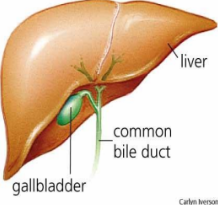 <p>Bile exits gallbladder via cystic duct which joins Hepatic duct to form common bile duct which enters the duodenum.</p>
