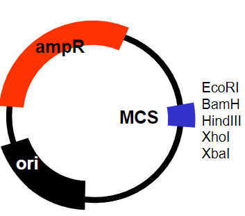 <p>Ability to replicate in bacteria (E. coli)</p><p>Maintained at high copy number</p><p>Modified origin of replication</p><p>Selectable marker containing an antibiotic</p><p>Ampicillin resistance gene</p><p>Easy to manipulate – cut and re-join</p><p>Multiple cloning site (MCS)</p>