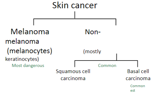 <p><strong>Melanoma</strong> is a <strong>skin cancer</strong> that originates from <strong>melanocytes</strong> and is considered <strong>the most dangerous</strong> form of skin cancer.</p><p><strong>Non-melanoma skin cancers</strong> (e.g., <strong>squamous cell carcinoma</strong> and <strong>basal cell carcinoma</strong>) originate from <strong>keratinocytes</strong> and are generally <strong>more common</strong> but less dangerous compared to melanoma.</p>