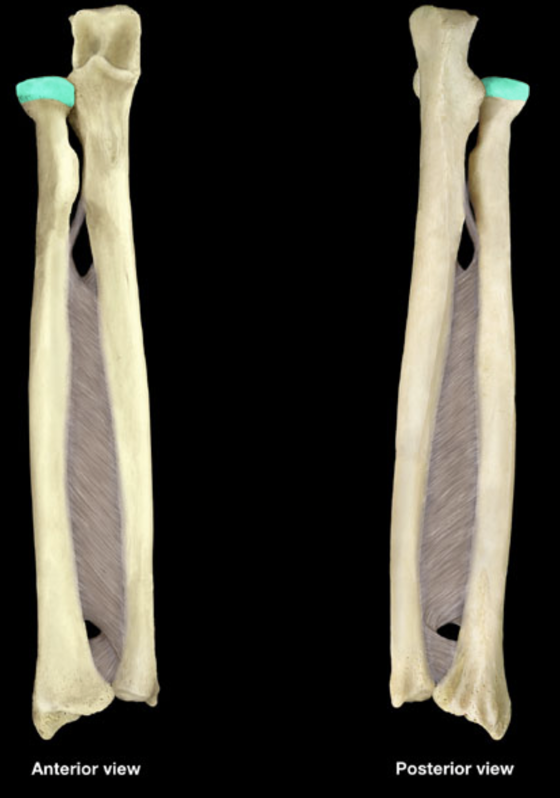 <p>Radius &amp; ulna</p>