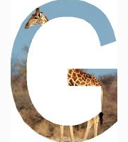 <p>giraffe</p>