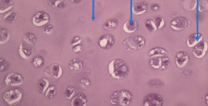 <p>What tissue is this? What are the arrows pointing to (in order)?</p>