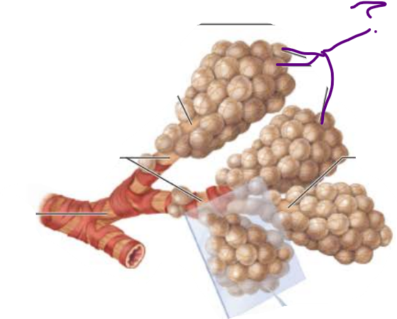 <p>_______</p><p>Thin-walled air sacs extending from respiratory bronchioles&nbsp;</p><p>Surrounded by fine ______ _______</p>