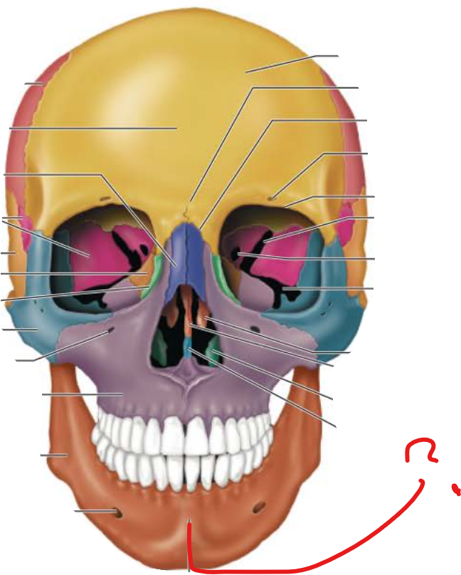 <p>Mandibular Symphysis</p>