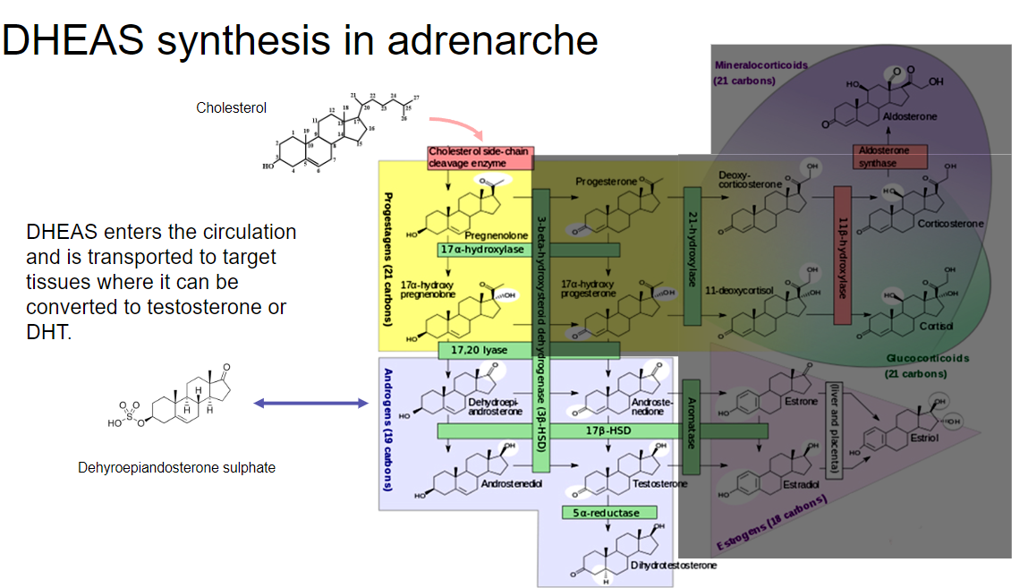 <p><strong>Synthesis and release</strong>:</p><p>•DHEAS is synthesized in the adrenal glands and enters the circulation.</p><p><strong>Transport to target tissues</strong>:</p><p>•Once in the bloodstream, DHEAS is transported to various target tissues throughout the body.</p><p><strong>Conversion to active hormones</strong>:</p><p>•In target tissues, DHEAS can be converted to <strong>testosterone</strong> or <strong>dihydrotestosterone (DHT)</strong>, which are key hormones involved in the development of secondary sexual characteristics.</p>