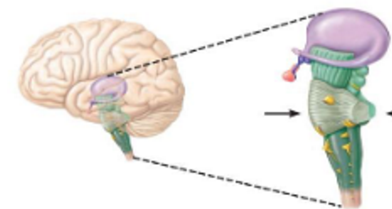 <p>midbrain, pons, medulla</p>