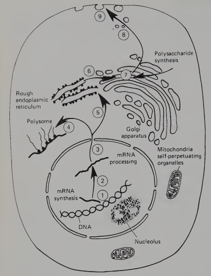 <p>protein synthesis</p>