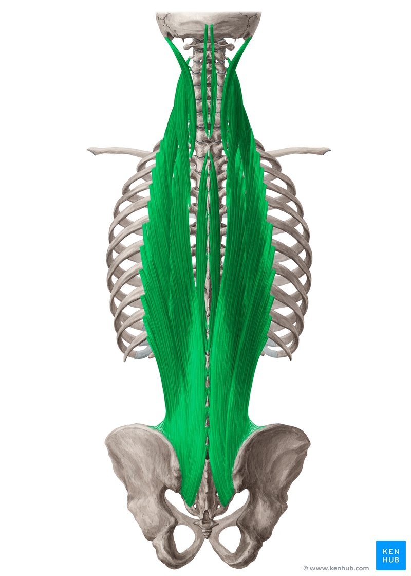 <p>RRE</p><p>Ribs, vertebrae, sacrum, and ilium</p><p>Ribs, vertebrae, skull</p><p>Extension of vertebral column</p><p></p><p>Vertebral Column</p>