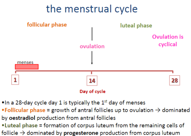 <p>The follicular phase involves the growth of antral follicles up to ovulation.</p><p>It is dominated by the production of oestradiol from the antral follicles.</p><p>This phase begins on day 1 of the cycle (first day of menses) and continues until ovulation.</p>