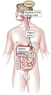 <p><strong>Gastric distension</strong> signals the brain via the <strong>vagus nerve</strong>, indicating fullness.</p><p>This works synergistically with <strong>CCK</strong> (cholecystokinin) released in the intestines in response to certain foods.</p><p><strong>Insulin</strong> is released by <strong>β cells of the pancreas</strong>, promoting satiety by acting on the <strong>arcuate nucleus</strong> of the hypothalamus.</p>