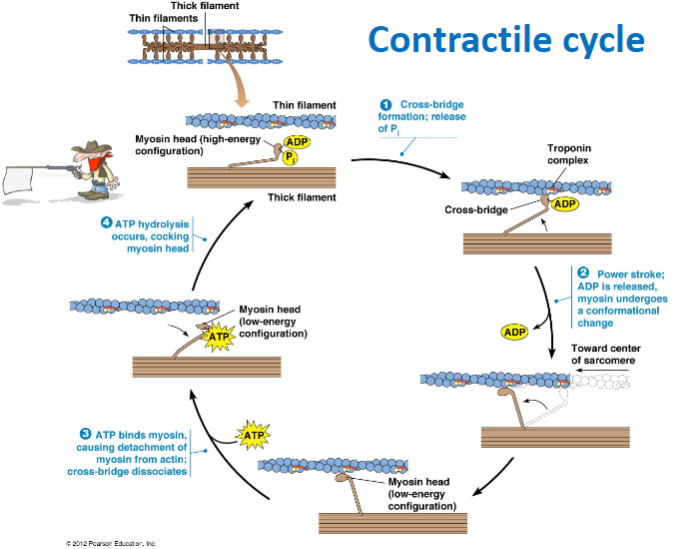 <p><strong>Cross-bridge formation:</strong> Myosin head binds to actin.</p><p><strong>Power stroke:</strong> ADP is released, and myosin undergoes a conformational change, moving toward the center of the sarcomere.</p><p><strong>ATP binding:</strong> ATP binds to myosin, causing detachment from actin and dissociation of the cross-bridge.</p><p><strong>ATP hydrolysis:</strong> ATP is hydrolyzed, cocking the myosin head back into its high-energy configuration.</p>