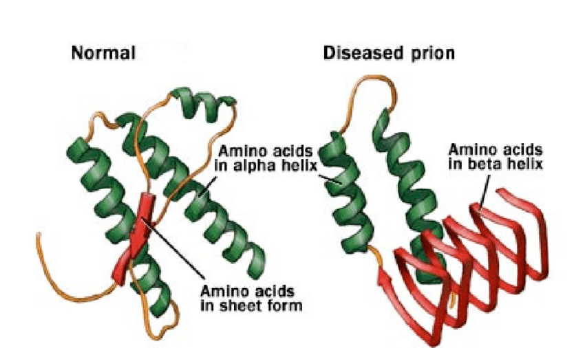 <p>-Prions are unique, infectious agents primarily composed of misfolded proteins</p><p>-Unlike viruses or bacteria, they lack genetic material like DNA or RNA</p><p>-The misfolded prion proteins induce normal proteins to adopt the abnormal shape, leading to a chain reaction of misfolding within the host's cells</p>