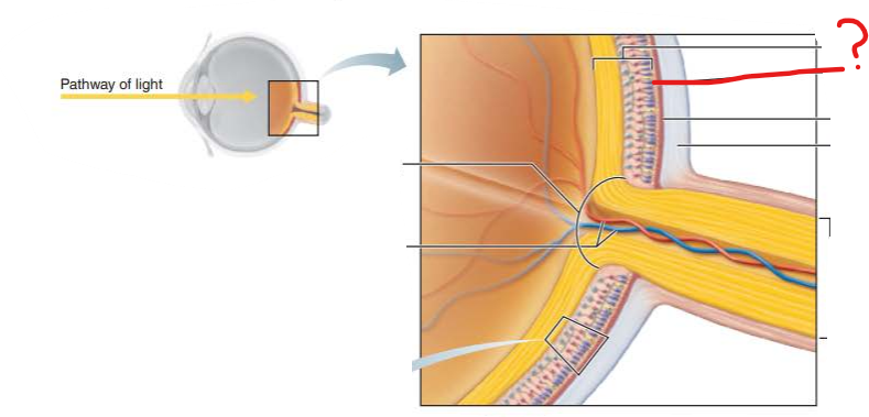 <p>What is this?</p><p>What is its function?</p>