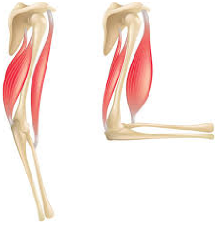 <p><strong>Muscle fibres shorten</strong>, decreasing the angle of the elbow joint (<strong>flexion</strong>)</p><p><strong>Triceps</strong> is lengthened</p>