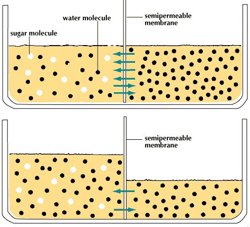 the diffusion of water across a membrane
