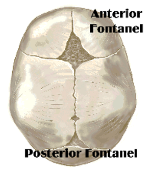 <p><strong>Anterior –</strong></p><p>Diamond shaped</p><p>Closes at 12-18 months of age</p><p><strong>Posterior</strong></p><p>Triangular – may be difficult</p><p>To palpate in the newborn</p><p>Closed by the end of the 2<sup>nd</sup> month</p>