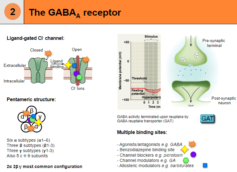 <p>Agonist/antagonist binding site (e.g., GABA)</p><p>Additional binding sites for benzodiazepines, channel blockers (e.g., picrotoxin), channel modulators (e.g., GA), and allosteric modulators (e.g., barbiturates)</p>