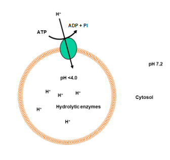 <p><strong>Definition:</strong> Membrane-bound organelles containing digestive enzymes.</p><p><strong>Function:</strong></p><p>Break down cellular waste, old organelles, and foreign particles.</p><p>Participate in autophagy, the process of degrading and recycling cellular components.</p><p><strong>Enzymes:</strong> Include acid hydrolases for hydrolytic reactions.</p><p><strong>Acidic Environment:</strong> Maintained to optimize enzyme activity.</p>