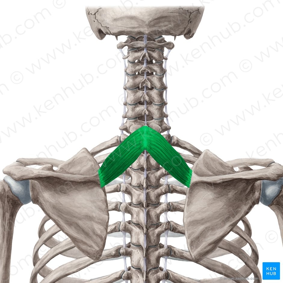 <p>SVE</p><p>Spines of C7 and T1</p><p>Vertebral or medial border of scapula</p><p>Elevates and adducts and scapula</p><p></p><p>Scapula</p>