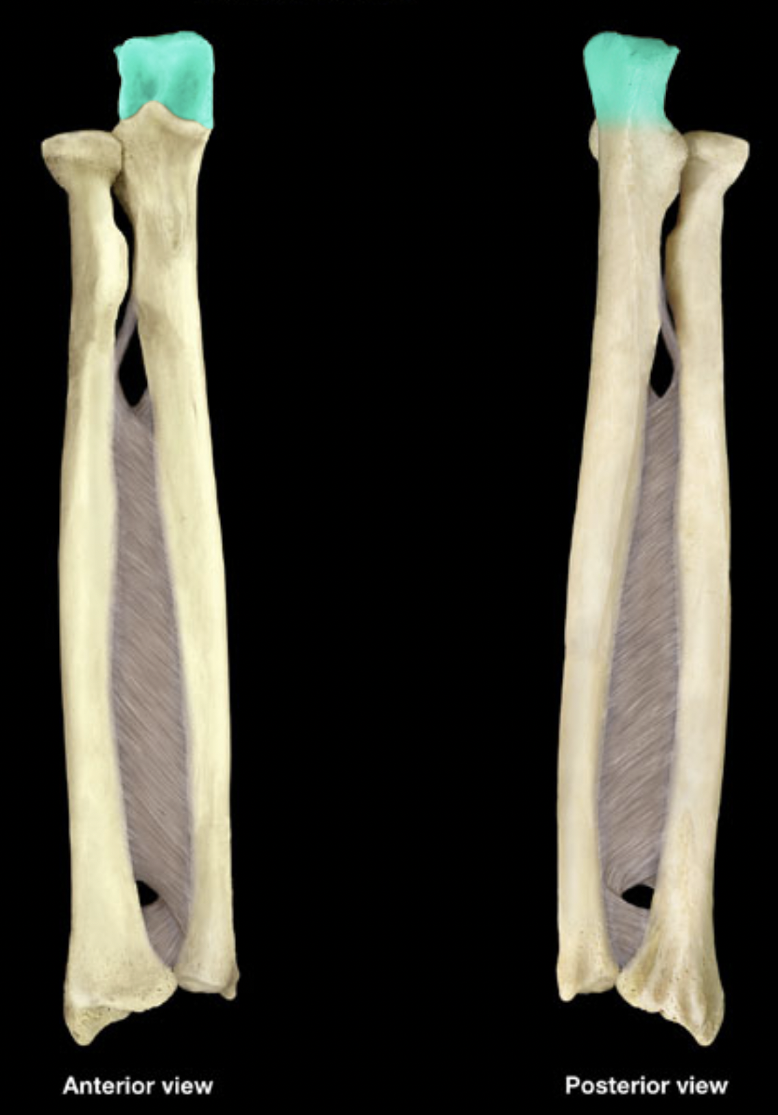 <p>Radius &amp; ulna</p>