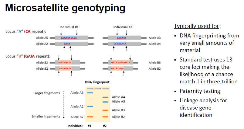 <p><strong>DNA fingerprinting</strong> from very small amounts of material.</p><p>The standard test uses <strong>13 core loci</strong>, making the likelihood of a chance match <strong>1 in three trillion</strong>.</p><p><strong>Paternity testing</strong> to confirm biological relationships.</p><p><strong>Linkage analysis</strong> for disease gene identification.</p>