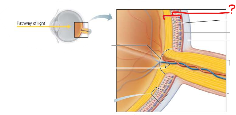 <p>What is this?</p><p>What are the 3 main cells of this layer?</p>