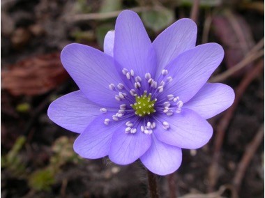 <p>Tweeslachtige bloemen, krans van vrije meeldraden: meeldraden welke familie?</p>