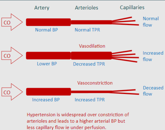 <p>-Decrease in TPR. Decreased blood pressure upstream, but greater capillary flow</p><p>-Increase in TPR. Increased blood pressure upstream, but less capillary flow</p>