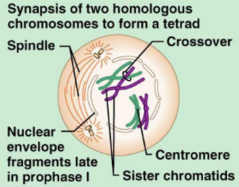 <p>What stage of Meiosis is this? </p>