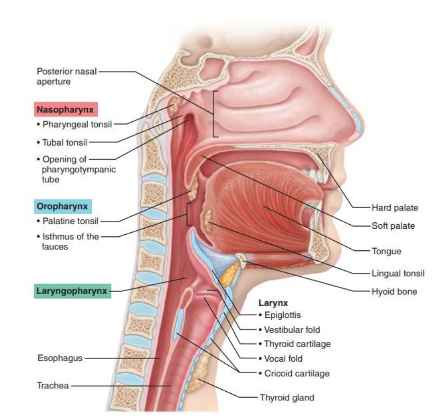 <p>nasopharynx</p><p>posterior nasal cavity</p><p>pseudostratified ciliated columnar epithelium</p><p>pharyngeal</p><p>tubal</p><p>eustachian tube</p>