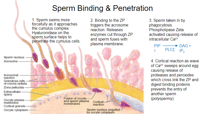 <p><strong>Sperm Movement</strong>: As sperm approaches the cumulus complex, it swims more forcefully.</p><p><strong>Hyaluronidase</strong>: The sperm surface releases hyaluronidase, which helps penetrate the cumulus cells, allowing sperm to move closer to the egg.</p>