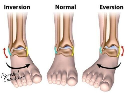 <p><u>Eversion:</u></p><p>Turning the sole of the foot laterally.</p>