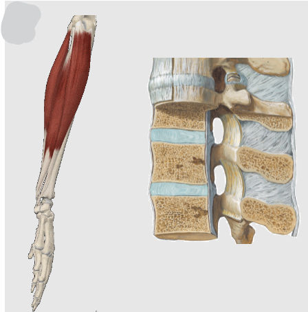 <p>Muscular system</p><p>Muscles</p><p>Tendons</p><p>Skeletal system</p><p>Bones</p><p>Cartilage</p><p>Ligaments</p><p>Joints</p>