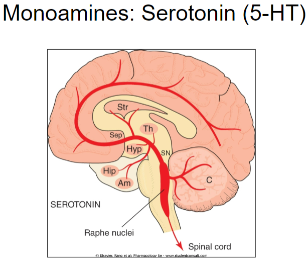 <p><strong>Heightened perceptions:</strong> Increased serotonin activity can enhance sensory perceptions and awareness</p><p><strong>Stimulation:</strong> Elevated serotonin levels can promote wakefulness and alertness</p><p><strong>Reduced appetite:</strong> Serotonin can suppress appetite, playing a role in satiety and food intake</p><p><strong>Elevated mood:</strong> Higher serotonin levels are associated with improved mood and emotional well-being</p>