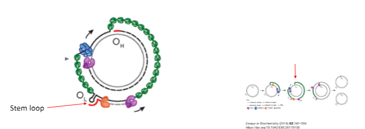 <p>Heavy strand replication passes the Origin of Light strand (OL).</p><p>A stem-loop structure is formed, preventing mtSSBP binding.</p><p>Mitochondrial RNA Polymerase (POLRMT) synthesizes an RNA primer using the heavy strand as a template.</p>