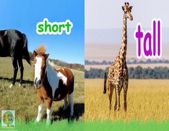 <p>short and tall</p>